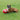boxer dog playing with a red boomer ball on grass