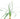 Mondo Grass Aquatic Plant, Pond grass, Pet City, live aquarium plants