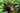 Barthii Sword underwater with red leaves, Pet City
