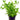 Lindernia Rotundifolia, Potted aquatic plants, Pet City