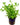 Lindernia Rotundifolia, Potted aquatic plants, Pet City