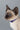 Rogz Alleycat Safelooc Cat Collar, Cat collar, Rogz cat collar, Collar for cats, Pet City
