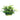 Aqua One Ecoscape Green Crinum Plant