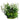 Aqua One Ecoscape Green Snow Swirl