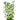 Baby Tears - Bacopa monnieri plant, aquarium live plants, Pet City