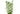Baby Tears - Bacopa monnieri plant, aquarium live plants, Pet City