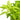 Hygrophila Polysperma Sunset Aquatic Plant, Live Aquatic Plants Pet City