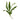 Aquatic Plant Amazon Sword Medium