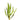 Aquatic Plant Crypt Balansae Potted Submersed