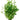 Aquatic Plant Glossostigma