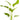 Argentinensis Sword - Echinodorus Argentineans, Pet City