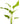 Argentinensis Sword - Echinodorus Argentineans, Pet City