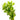Giant Red Bacopa caroliniana Live Aquatic Plant, Pet City