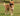 dog in a park with leash wearing a Baskerville Ultra Dog Muzzle