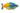 Boesemani Rainbowfish Adult with all colours