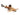 Catfish Hara Hara, Asian Stonefish Catfish, Pet City, Pet City