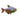 Columbian Tetra, Pet City