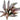 Crypt Wendtii Flamingo Aquatic Plant, tissue culture plants, Pet City