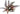 Crypt Wendtii Flamingo Aquatic Plant, tissue culture plants, Pet City