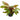 Crypt Axelrodi Live Aquatic Plant, Live Aquatic Plants, Pet City