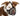 Dog wearing a Baskerville Ultra Dog Muzzle