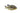 Geophagus Balzanii Earth Eater, Pet City, Pet City