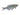 Giant Danio Fish, Tropical Fish, Pet City, Pet City