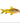 Gold Laser Corydoras, Pet City, Pet City, Laser Cory Fish