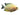Gold Severum Cichlid