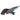 African Knife Fish, Pet City Tropical Fish,