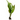 Java Fern Live Aquatic Plant