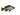 Kadango Hap Cichlid juvenile, Pet City, Pet City