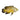 Lemon Oscar, Oscars, Live Fish, Pet City
