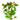 Ludwigia Aquatic Plant, Live Aquarium Plants, Ludwigia, Pet City