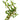 Ludwigia Arcuata Aquatic Plant, Pet City