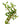 Ludwigia Arcuata Aquatic Plant, Pet City