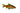 Odessa Red Striped Barb, Pet City