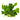 Parviflorus Tropica Sword Plant tissue culture plant, Pet City