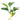 Pet City Anubias Plant website collection image