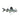 Pictus Catfish, Pet City