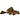 Red Spot Pleco, Common Pleco Catfish, Pet City, Pet City