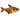 Red Phantom Tetra, Pet City, Pet City Hastings