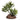 Reptile One Mini Senecio Green With Ceramic Base, Pet City