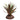 Reptile One Plant Mini Crassula Green Red With Ceramic Base, Reptile plants, Pet City