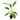 Rose Sword Echinodorus Live Aquatic Plant