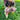 dog playing with Kong Scrumplez Tug Squeaker Pink Bunny on grass, Pet City