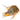 Threadfin Acara Acarichthys heckelii