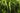 Tropica Cryptocoryne crispatula in a tank, Pet City, tall crypt plants