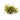 Water Rose Alternanthera Live Aquatic Plant, Pet City