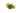Water Rose Alternanthera Live Aquatic Plant, Pet City